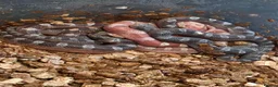 Corn Snake reptiles for sale: Baby corn snakes palmetto bloodred piedside  - Advert 6