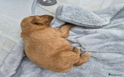 Labradoodle dogs for sale: Gorgeous Red Labradoodles- F3B - Advert 8