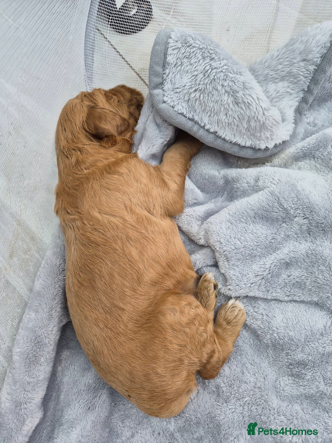 Labradoodle dogs for sale: Gorgeous Red Labradoodles- F3B - Advert 8