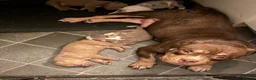 American Bully dogs for sale: Pocket bullies  in Sheffield - Advert 8