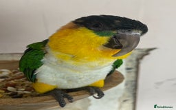 Parrots birds for sale: Hand reared black headed Caique - Image 3