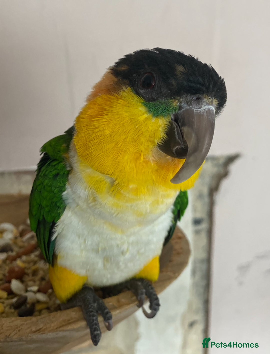 Parrots birds for sale: Hand reared black headed Caique - Image 3