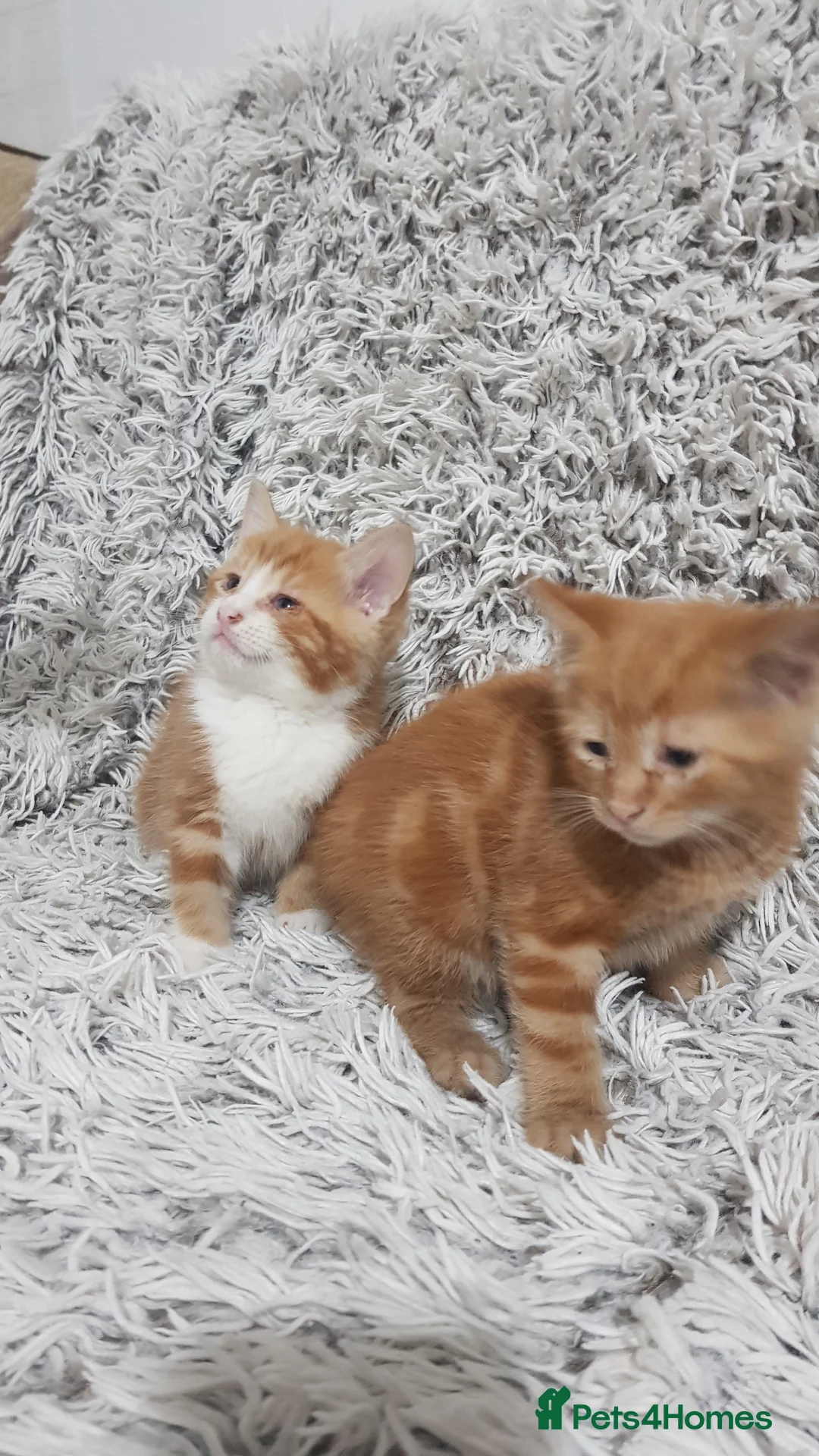 Mixed Breed cats for sale: kittens for sale  in Telford - Advert 5