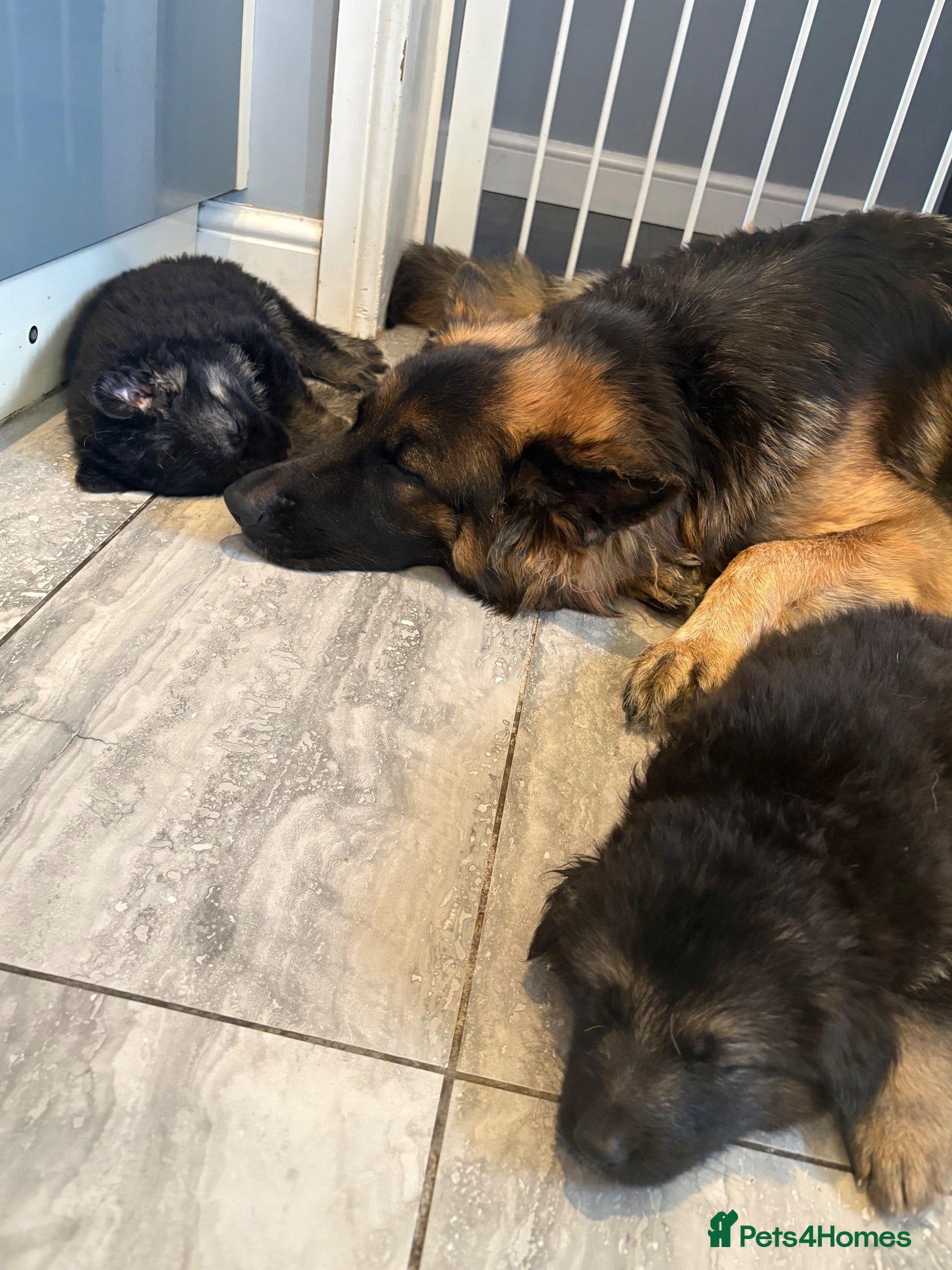 German Shepherd dogs 8 chunky long haired German shepherds puppies - Advert 4