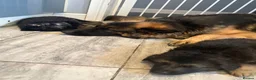German Shepherd dogs for sale: 8 chunky long haired German shepherds puppies - Advert 1