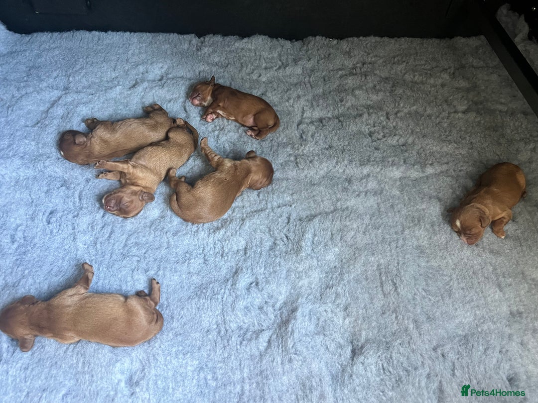 Cavalier King Charles Spaniel dogs for sale: 6 Ruby Puppies!! - Image 5
