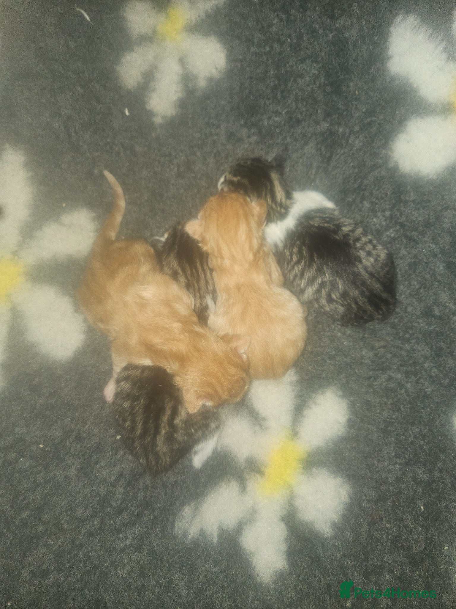 Mixed Breed cats Kittens for sale  - Advert 1