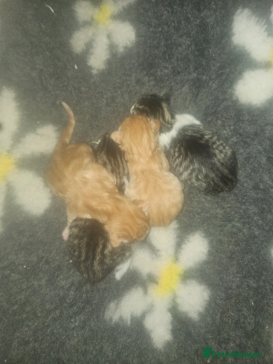 Mixed Breed cats for sale: Kittens for sale  in Saint Helens - Advert 1