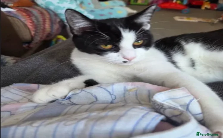 Domestic Shorthair cats - Advert 15
