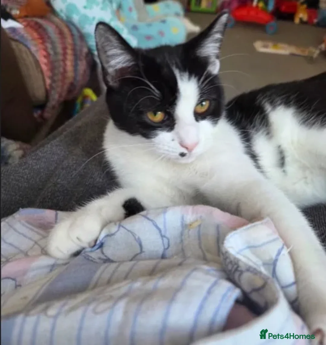 Domestic Shorthair cats for adoption: Panda - Image 1