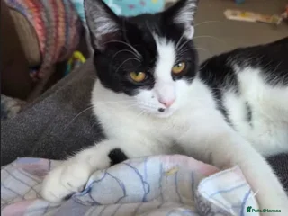 Domestic Shorthair cats - Advert 8