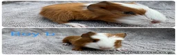 Guinea Pig rodents for sale: Boar guinea pigs - Advert 3