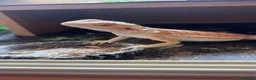 Bearded Dragon reptiles for sale: Bearded dragon  - Advert 4