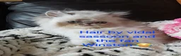 Exotic cats for sale: PEDIGREE GCCF PERSIAN EXOTIC BABIES - Advert 2