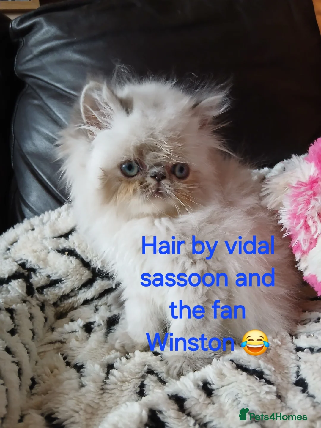 Exotic cats for sale: PEDIGREE GCCF PERSIAN EXOTIC BABIES - Advert 2