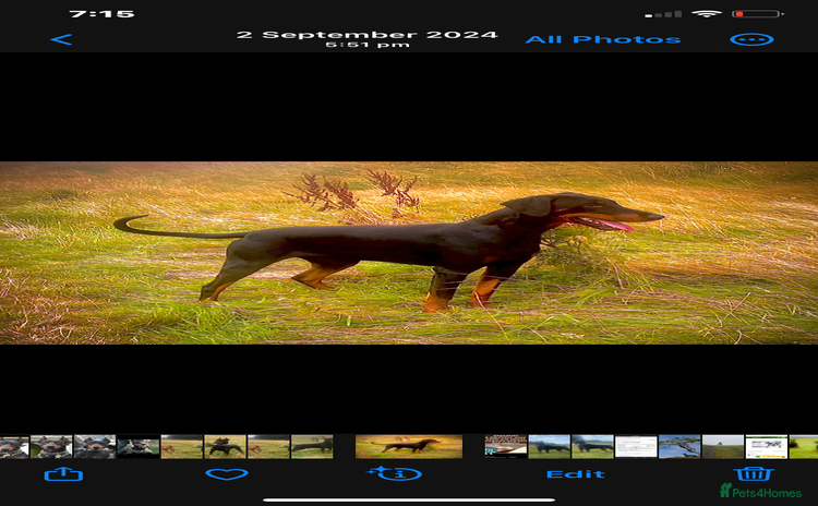 Dobermann dogs - Advert 1