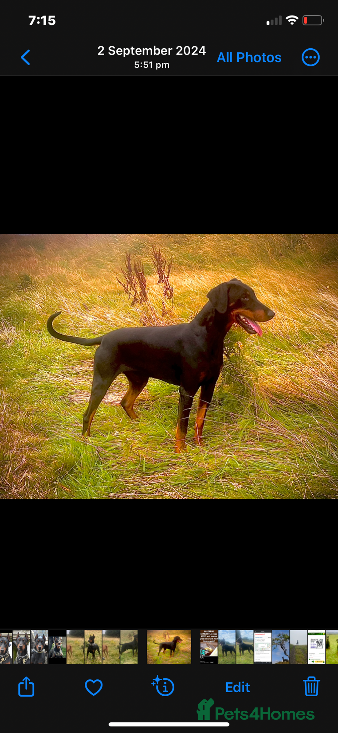 Dobermann dogs for stud: Dobermann for stud - Image 1