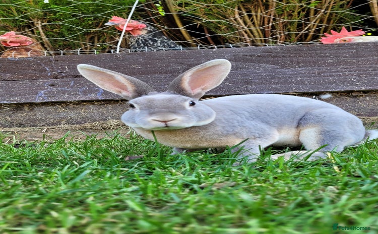 Rex rabbits - Advert 1