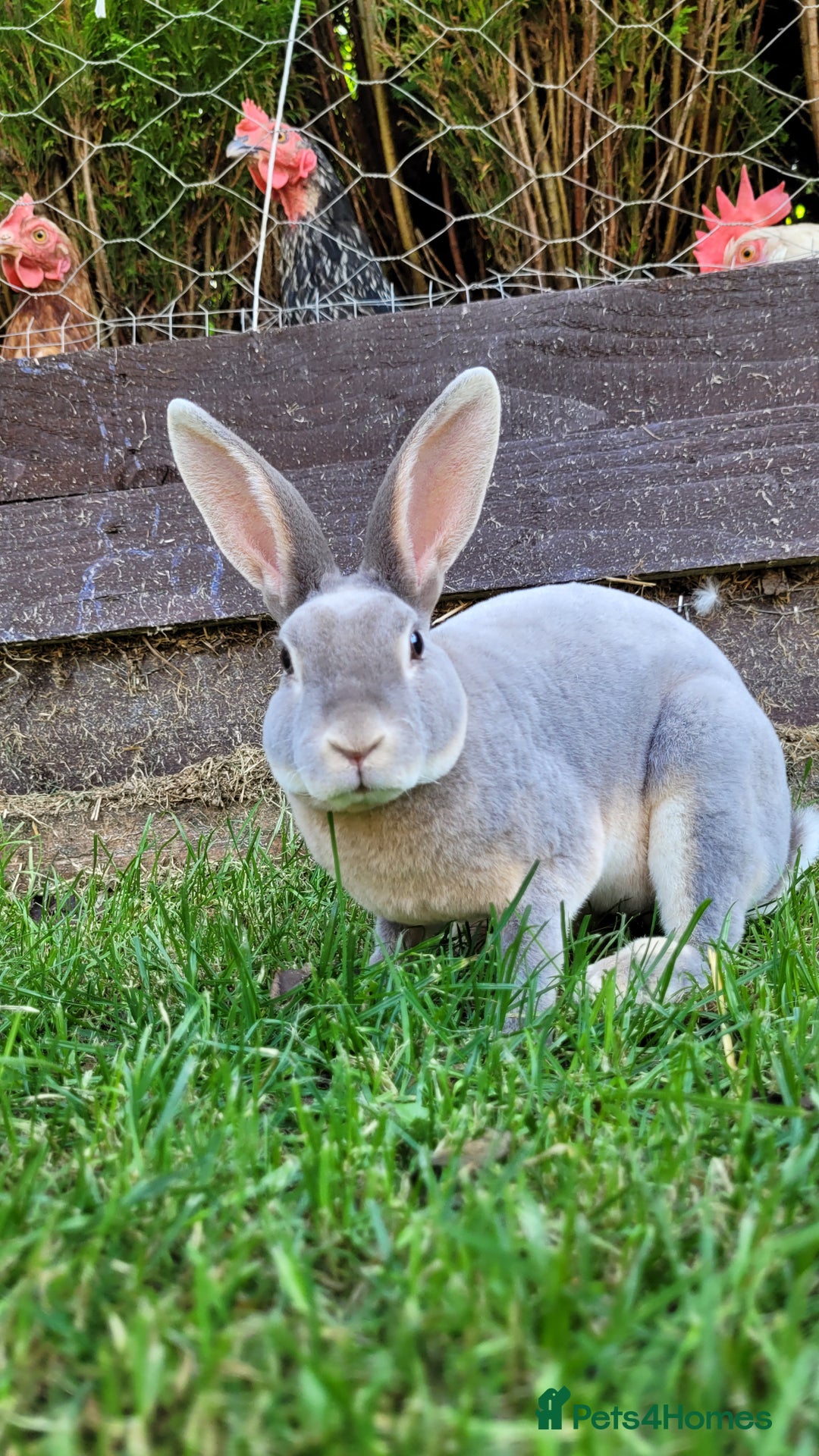 Rex rabbits for sale: Mini Rex babies ready now - Image 4