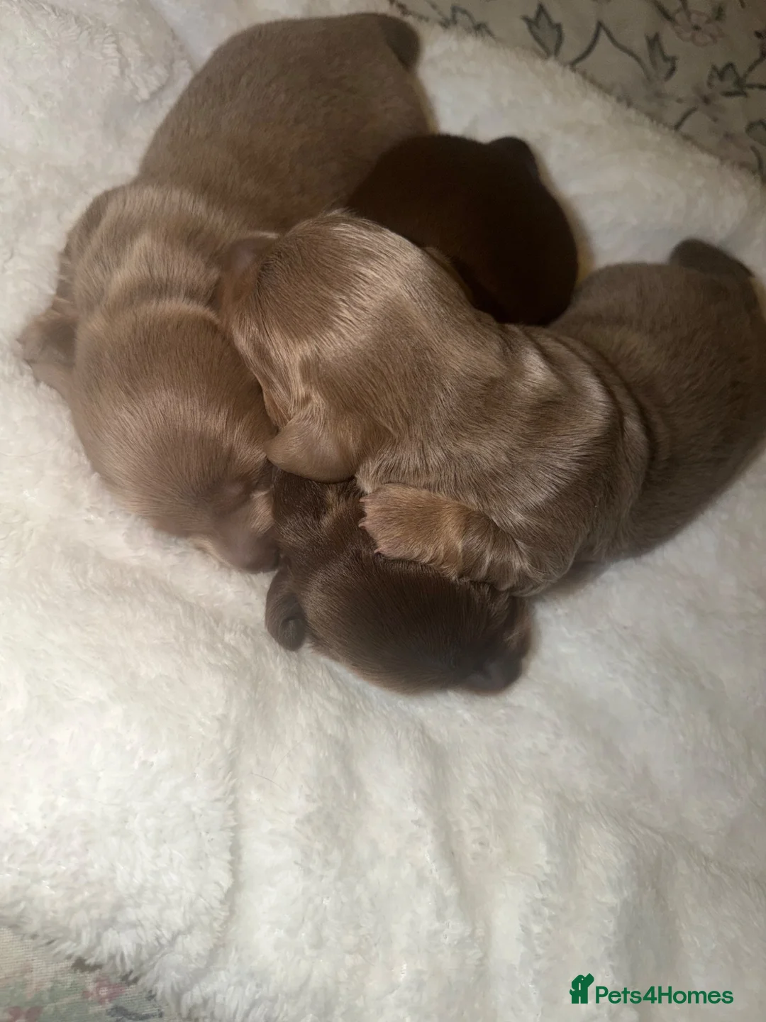 Miniature Dachshund dogs for sale: Long haired miniature dachshund x3 male - Advert 2