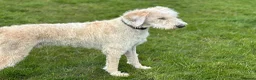 Mixed Breed dogs for sale: ST /BERNADOODLE BOY 10 MONTHS OLD - Advert 5