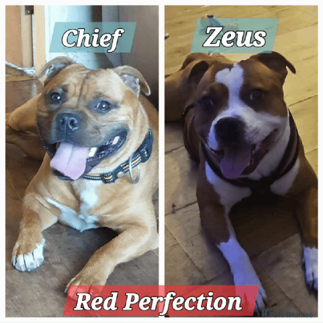 Staffordshire Bull Terrier dogs for stud: 🇬🇧THE RED DREAM TEAM🇬🇧 Exceptional Temprements in Rochdale - Advert 1