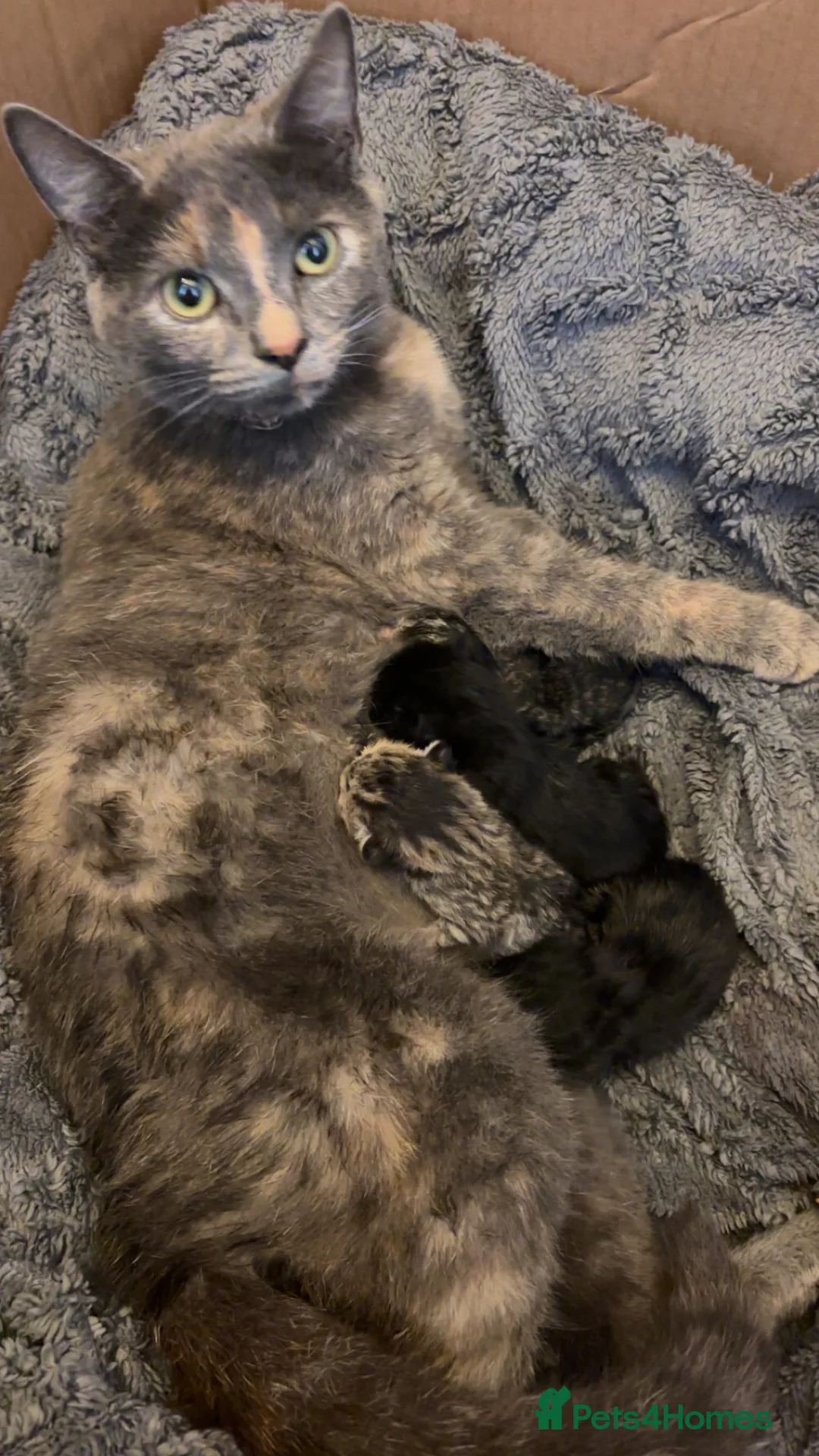 Domestic Shorthair cats for sale: Gorgeous Tabby and Tortoise Kittens in Blackburn - Advert 1