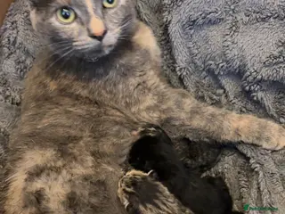 Domestic Shorthair cats Gorgeous Tabby and Tortoise Kittens - Advert 2