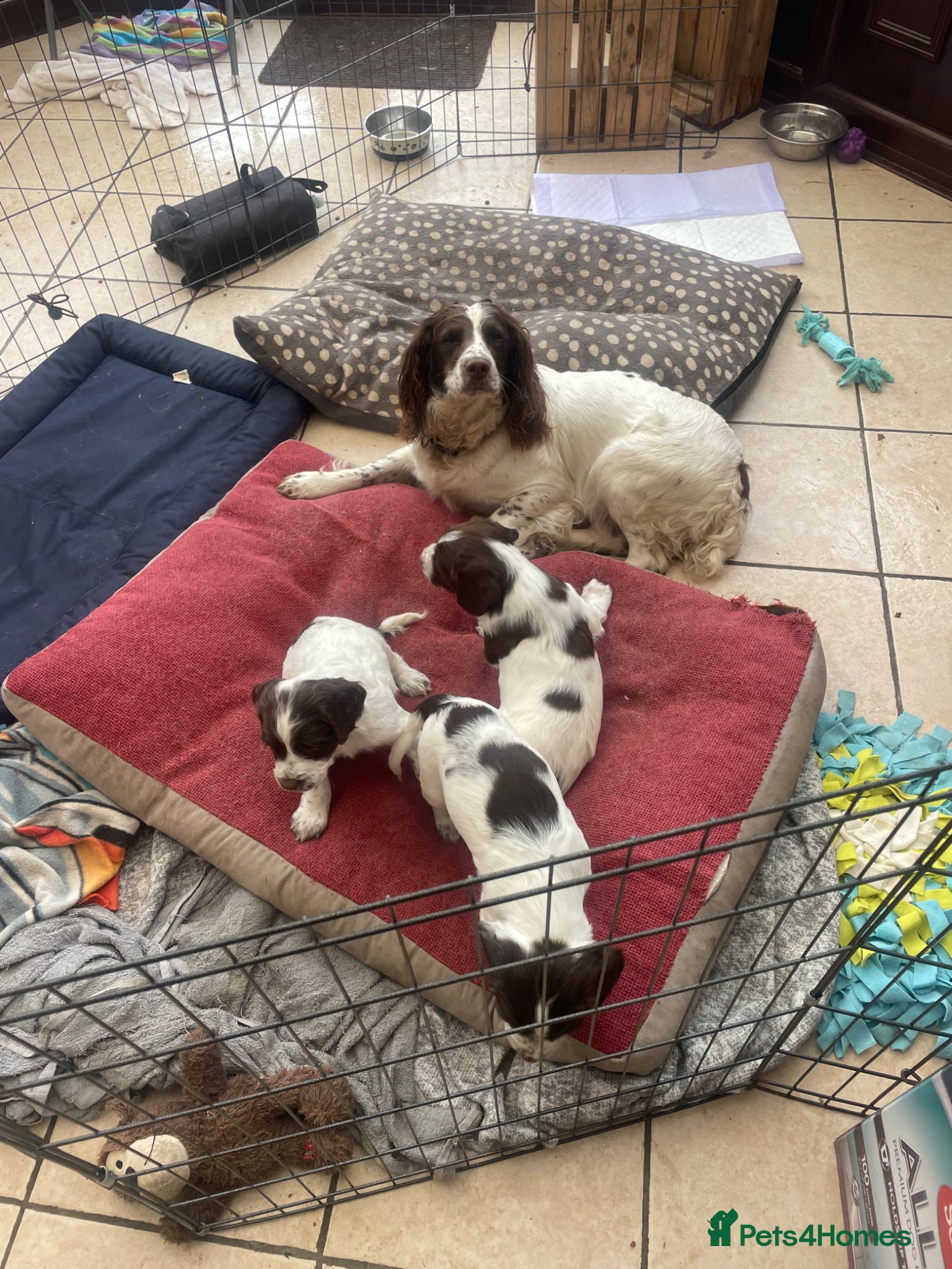 English Springer Spaniel dogs Sire Field trial winner - Advert 2