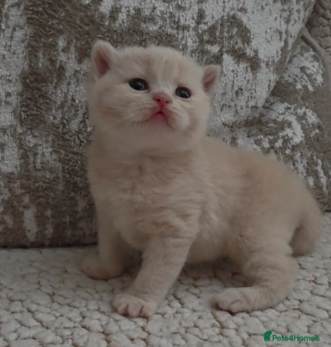 British Shorthair cats for sale: Beautiful cream GCCF British Shorthair kitten - Advert 1