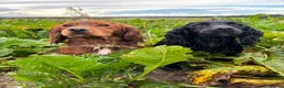 Cocker Spaniel dogs for stud: Dark red KC registered working cocker stud.  - Advert 2
