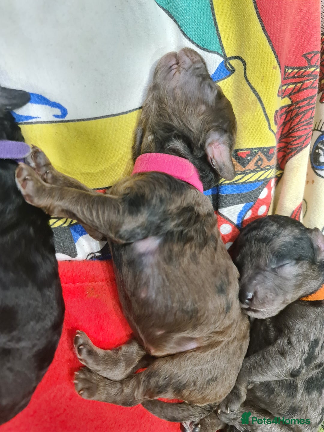Cockapoo dogs for sale: ADORABLE F2B COCKAPOO PUPPIES 🐶 😍  - Image 7