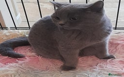 British Shorthair cats for sale: Beautiful Pedigree British short-haired kittens  - Image 4