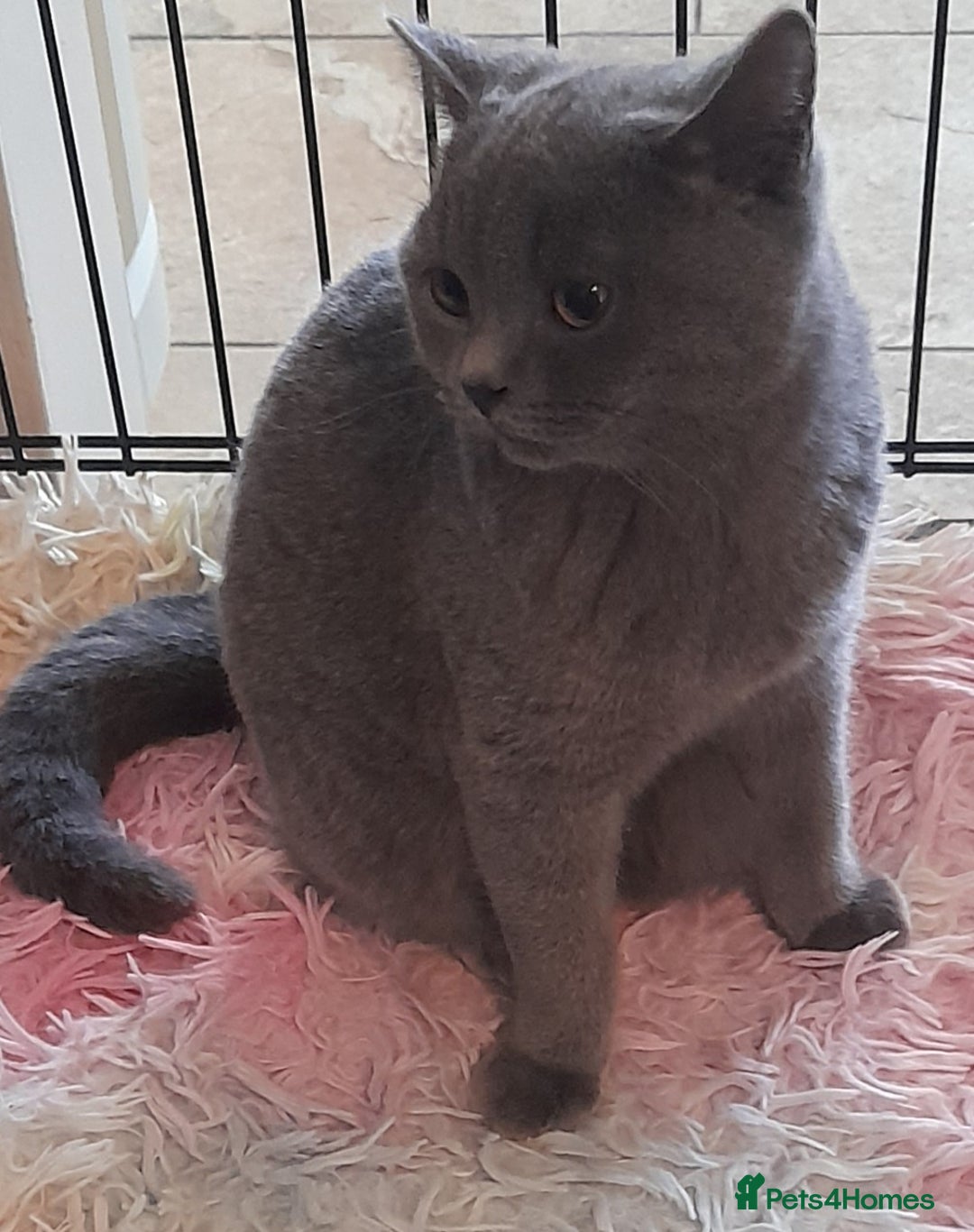 British Shorthair cats for sale: Beautiful Pedigree British short-haired kittens  - Image 4