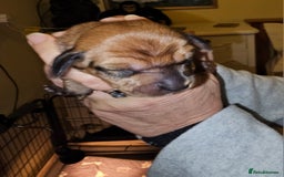 Dachshund dogs for sale: Dashound puppies - Image 13