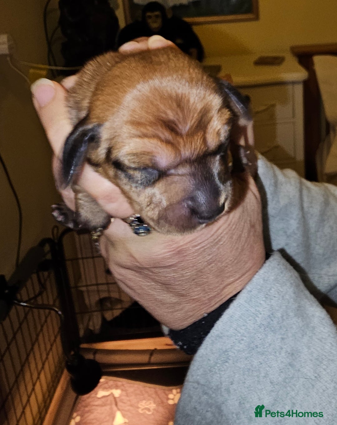 Dachshund dogs for sale: Dashound puppies - Image 13