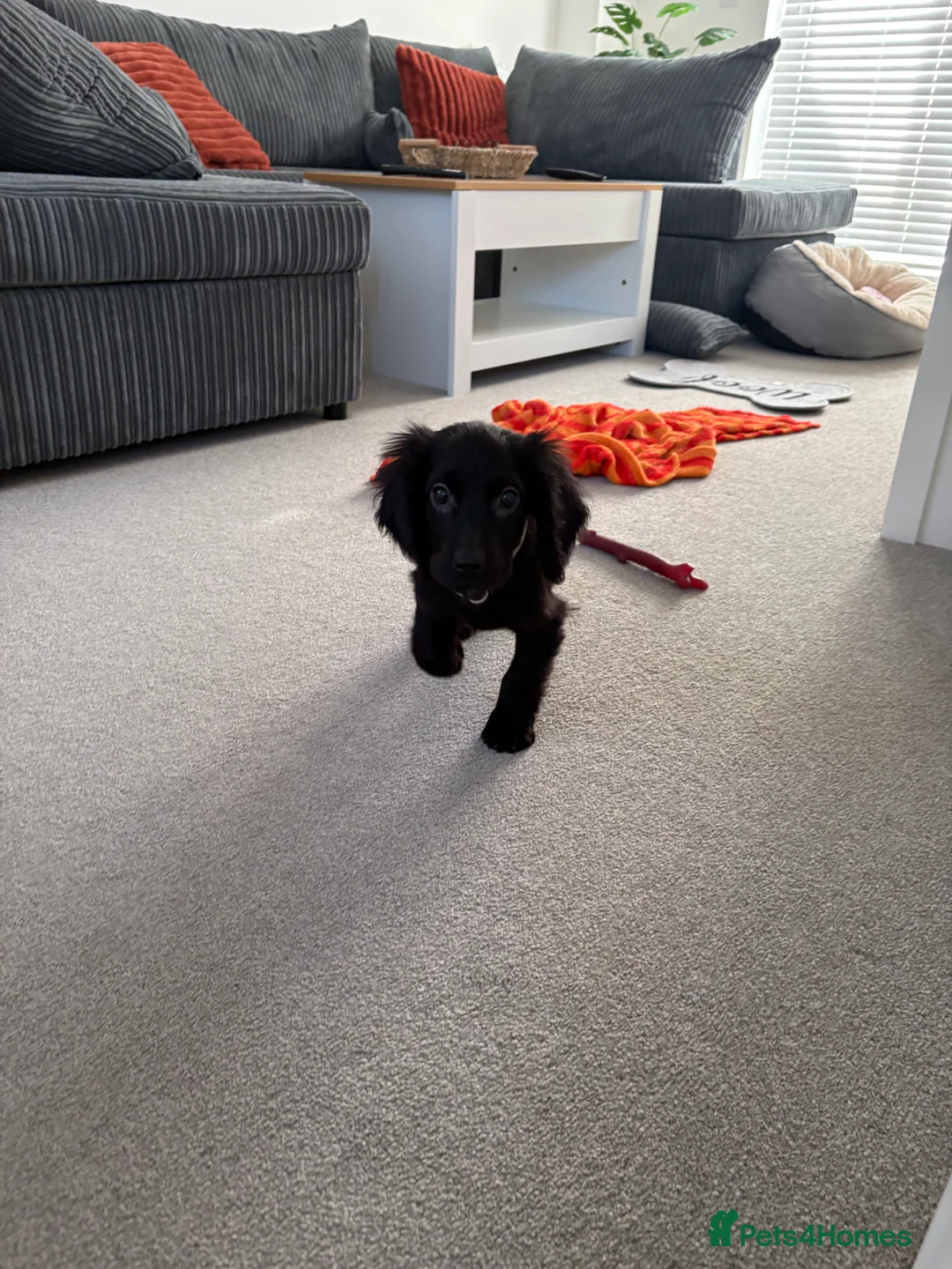 Cocker Spaniel dogs for sale: Cocker Spaniel - 4 Months Old - Advert 4