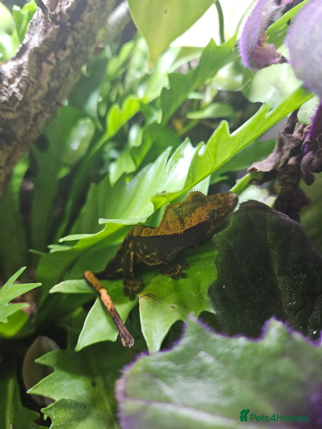 Gecko reptiles for sale: Crested Gecko and full setup  in Bordon - Advert 8