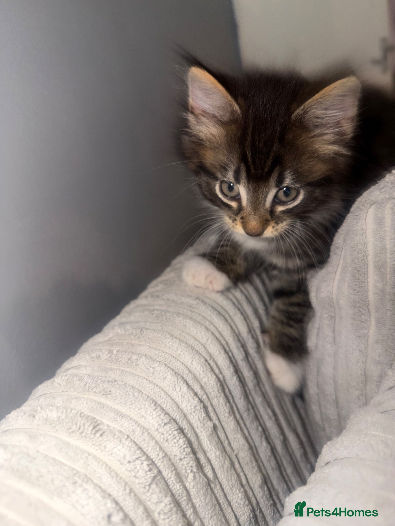 Mixed Breed cats Kittens ready for a new home  - Advert 1