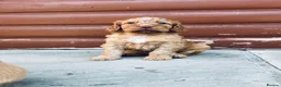 Cocker Spaniel dogs for sale: Stunning cocker spaniel puppies  - Advert 11