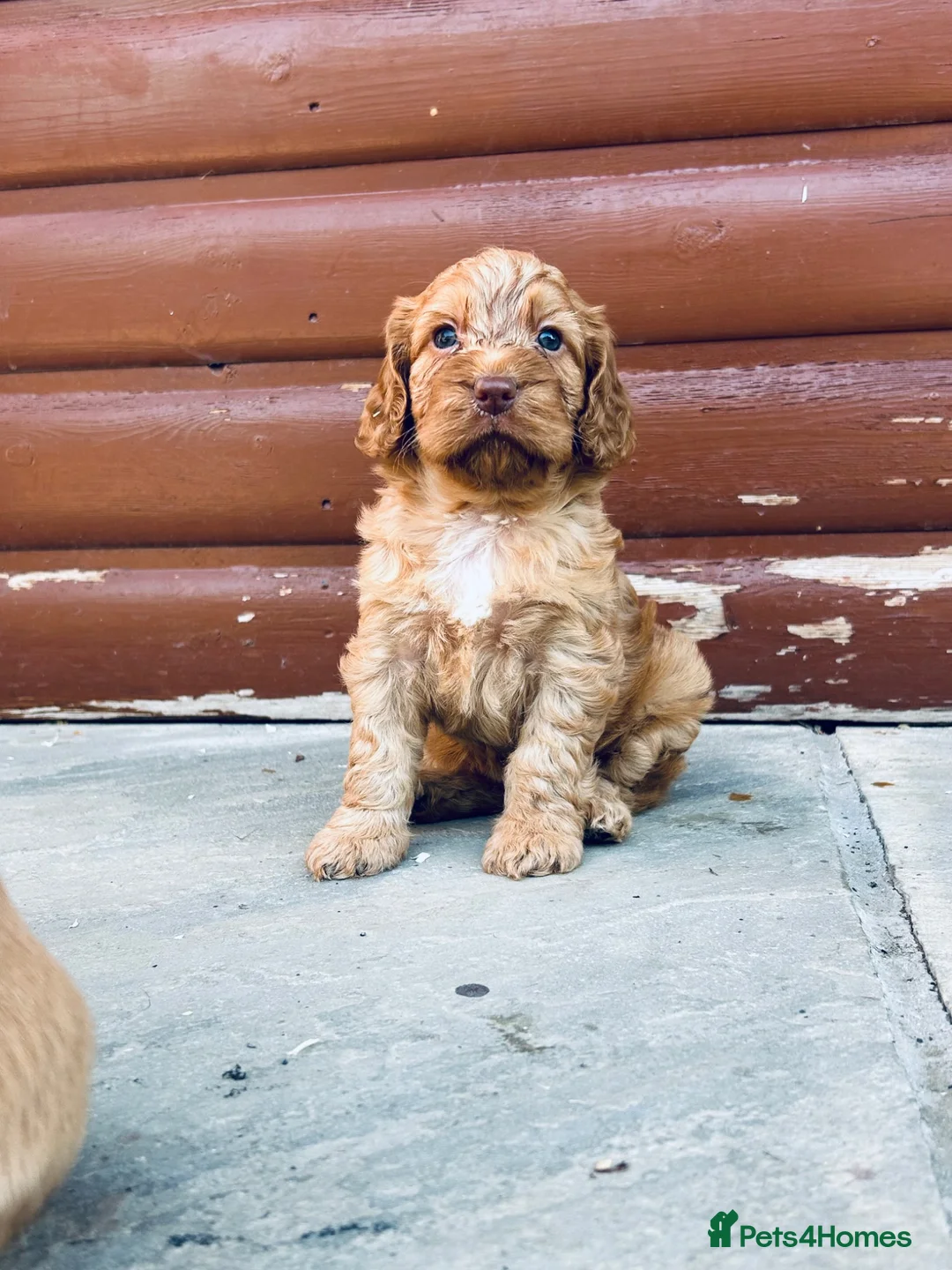 Cocker Spaniel dogs for sale: Stunning cocker spaniel puppies  - Advert 11