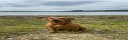 Labrador Retriever dogs for sale: 9 Labrador pups  in Kelso - Advert 5