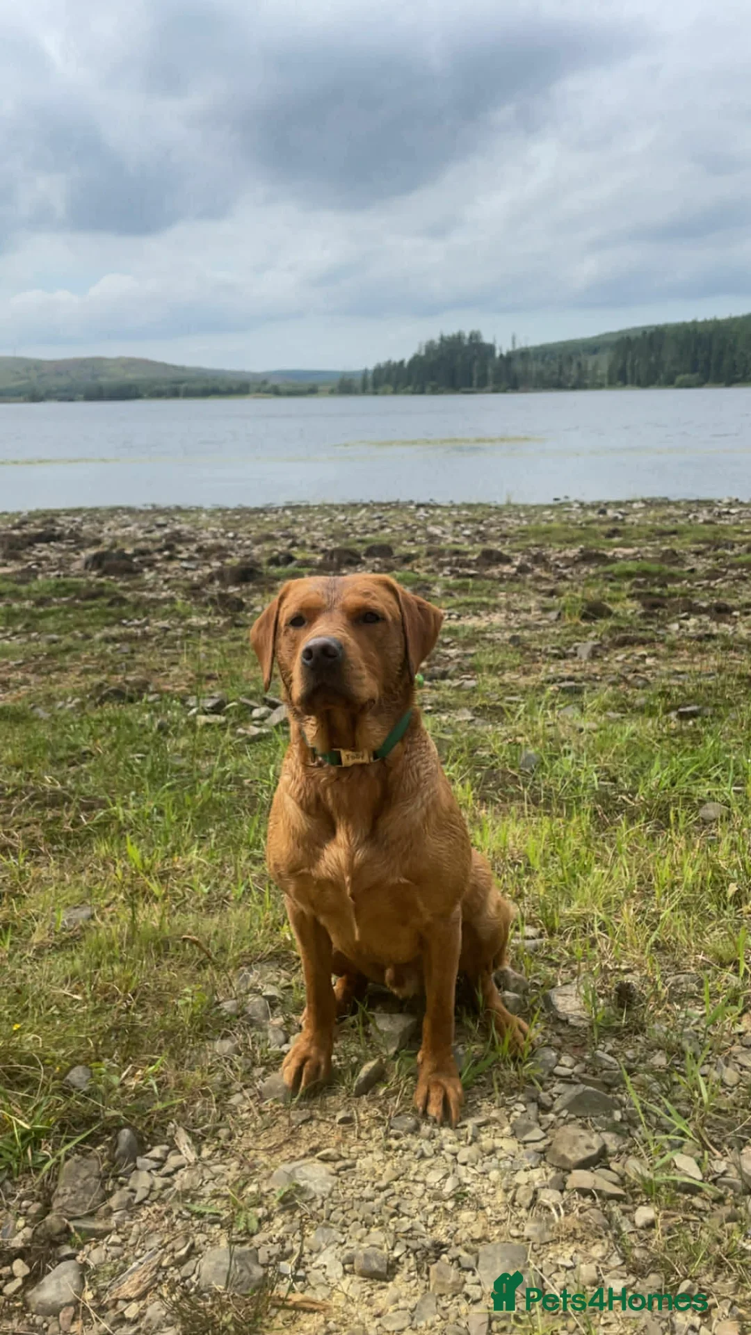Labrador Retriever dogs for sale: 9 Labrador pups  in Kelso - Advert 5