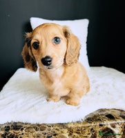 Miniature Dachshund dogs - Advert 19
