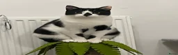 Mixed Breed cats for sale: Beautiful Calm Black & White Male Cat 1.5 year old in Havant - Advert 13