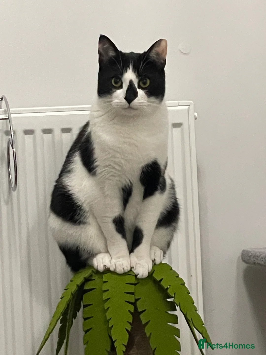 Mixed Breed cats for sale: Beautiful Calm Black & White Male Cat 1.5 year old in Havant - Advert 13