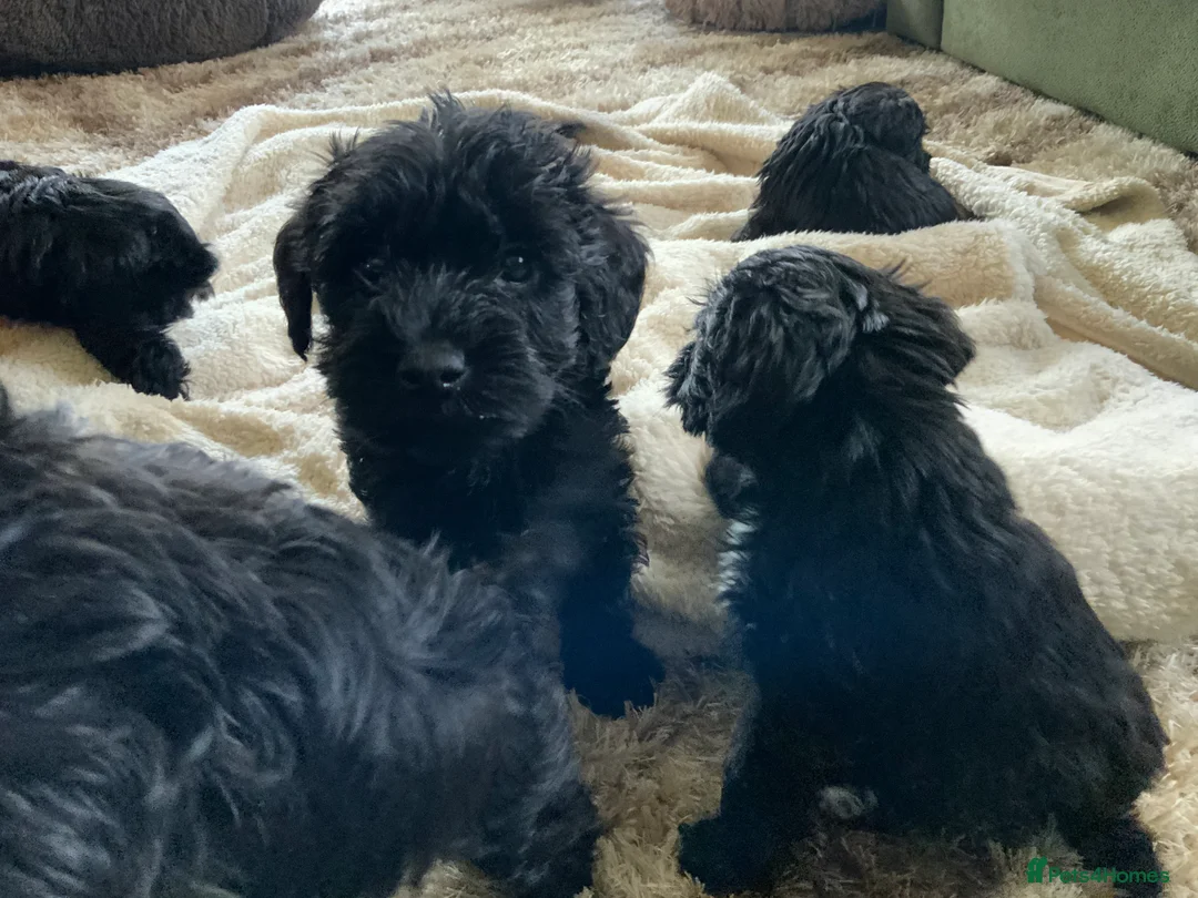 Schnoodle dogs for sale: Stunning miniature Schnoodle puppies - Advert 30