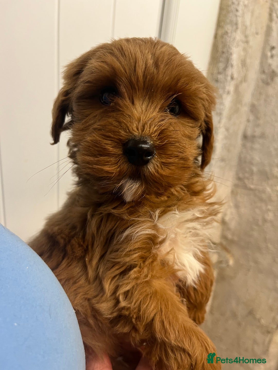 Labradoodle dogs for sale: Gorgeous Health Checked Labradoodle Puppies - Advert 19