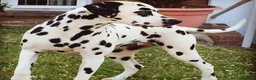 Dalmatian dogs for sale: Exceptional Dalmatian Puppies.  - Advert 18