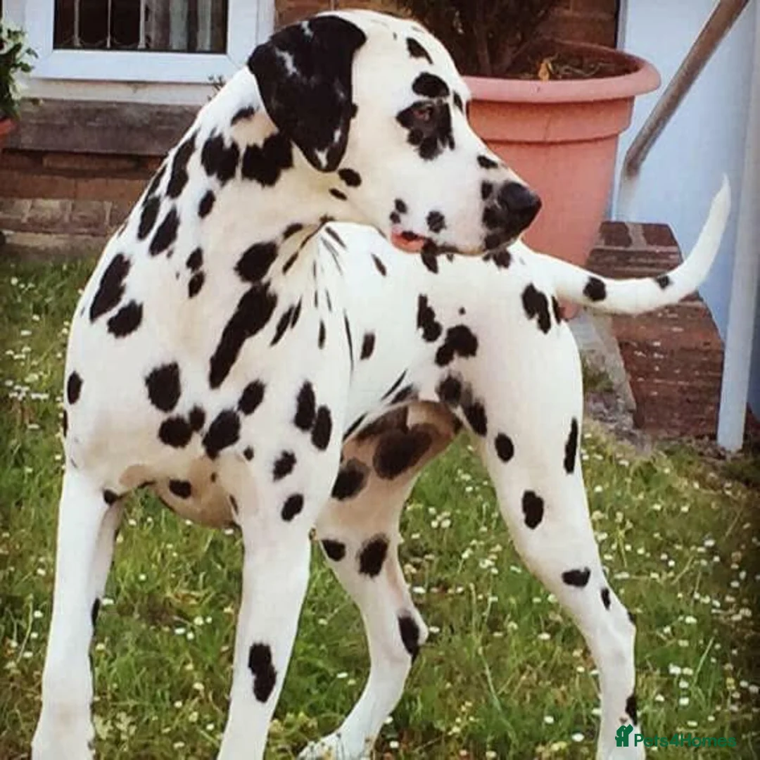 Dalmatian dogs for sale: Exceptional Dalmatian Puppies.  - Advert 18